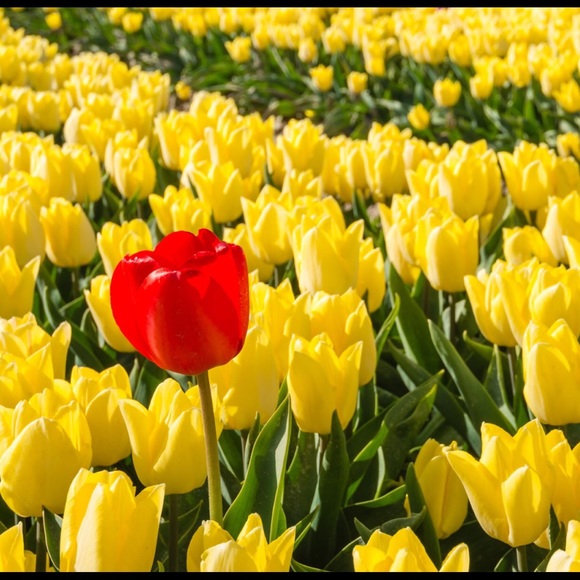 Meet your Posher, Martha - Picture 1 of 1